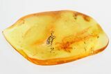 Detailed Fossil Spider (Araneae) In Baltic Amber #325424-1